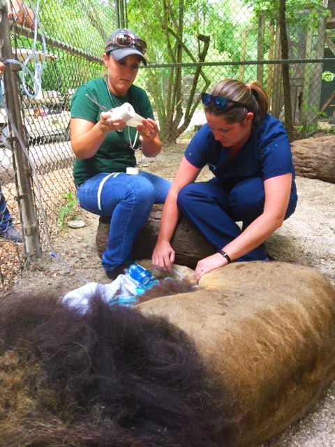 Employees at St. Augustine Wild Preserve