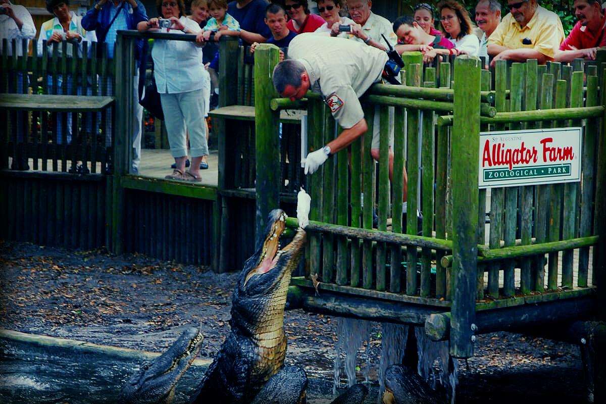 St. Augustine Alligator Farm