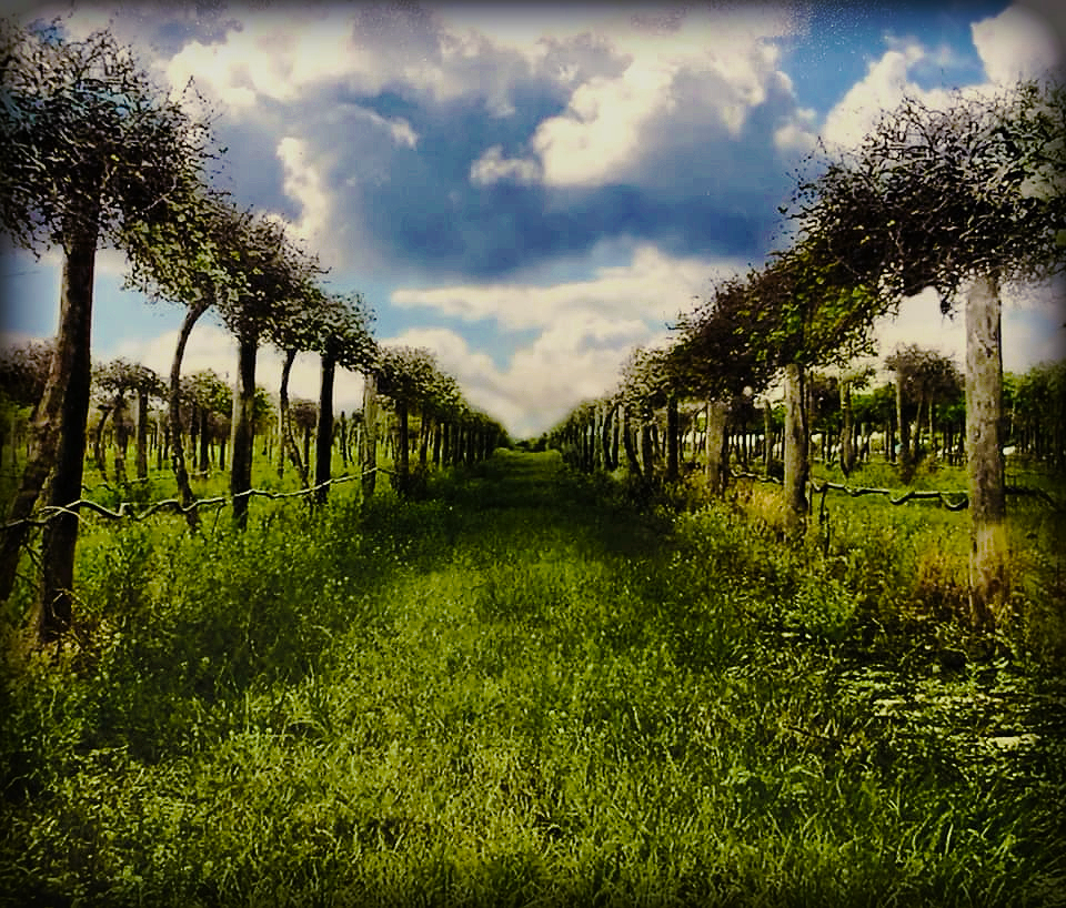 Picture of the Vineyard at The San Sebastian Winery