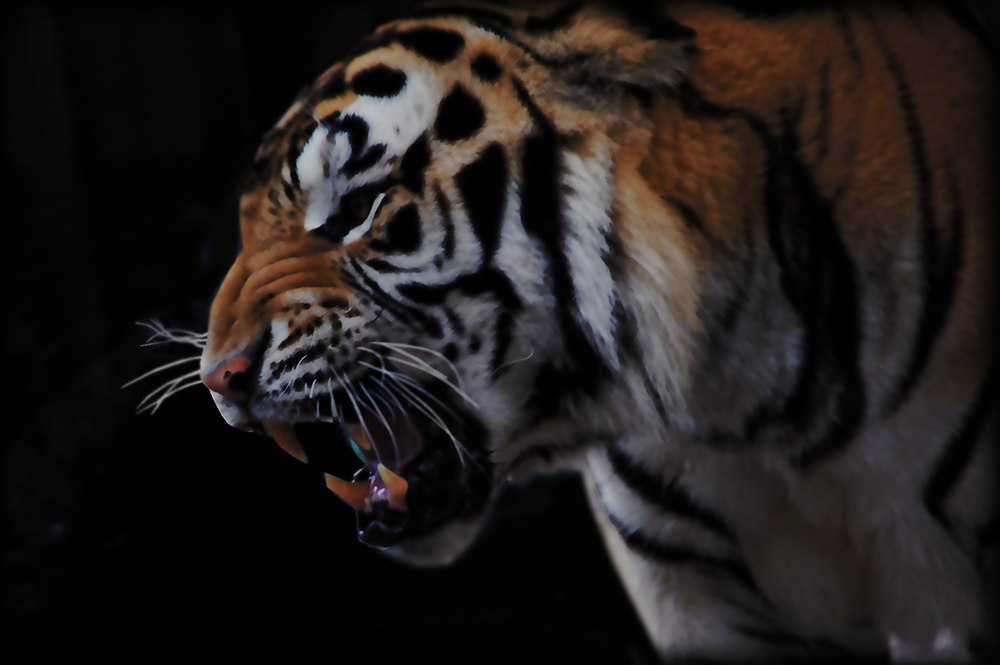 Tiger at  St. Augustine Wild Preserve