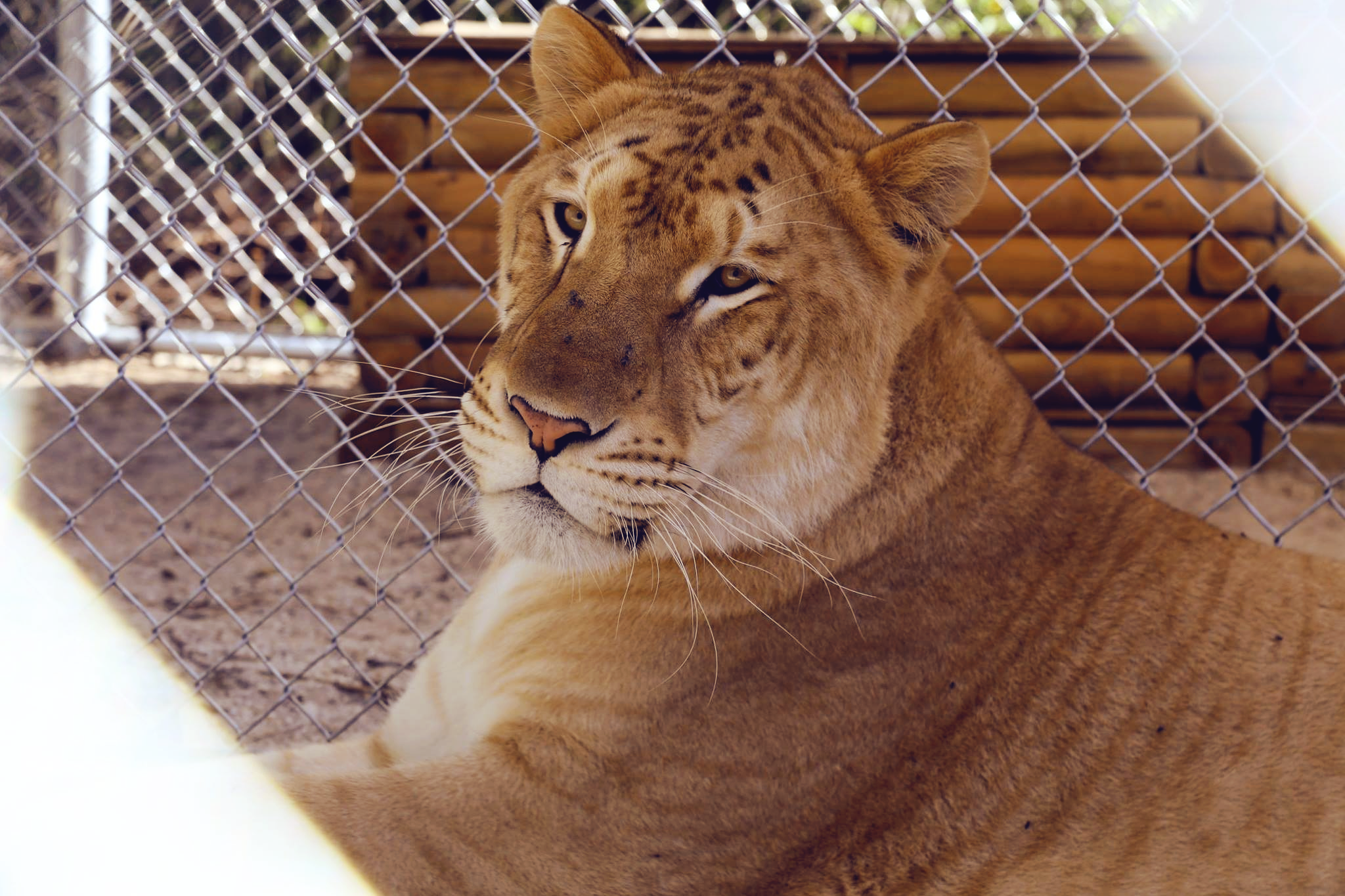 Female lion at St. Augustine Wild Preserve
