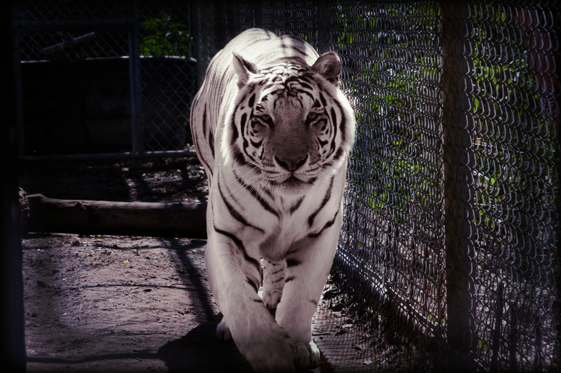 White tiger at  St. Augustine Wild Preserve