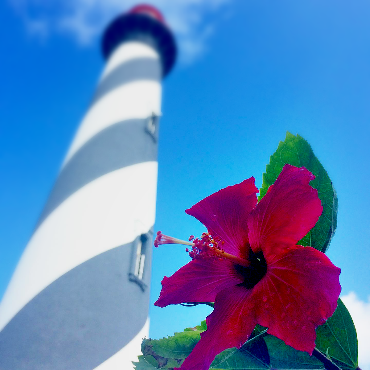 Hibiscaus flower and the St. Augustine Lighthouse from the outside