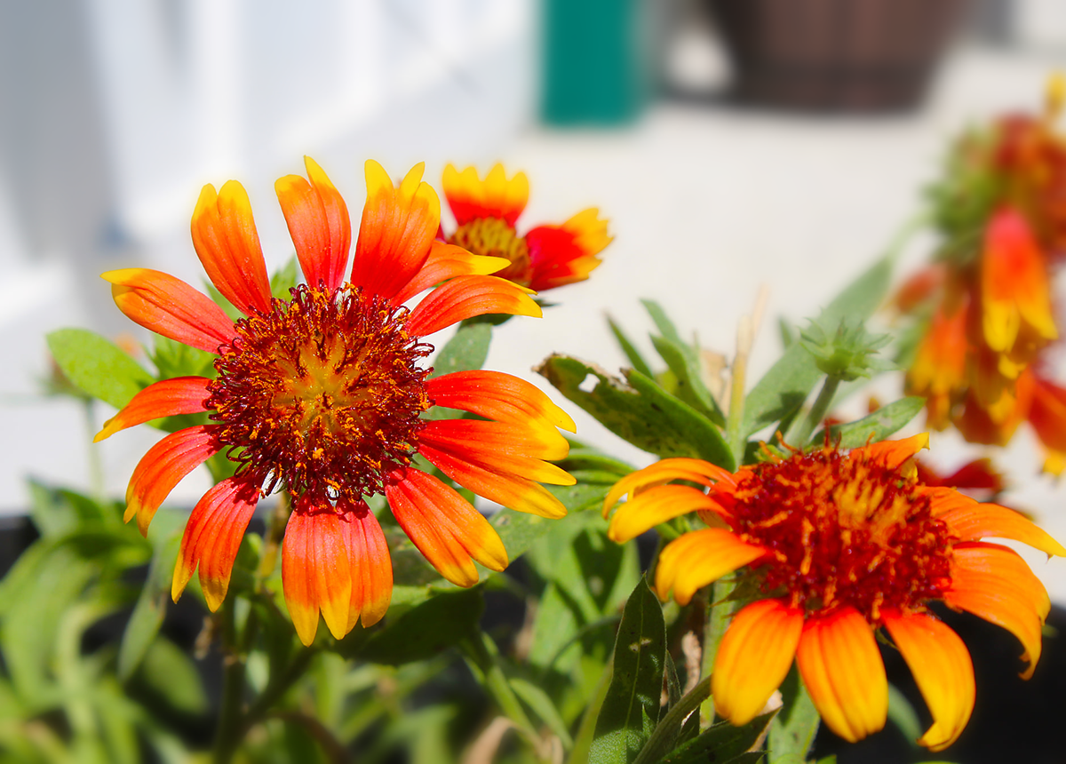 Orange flowers, the landscape that surrounds the St. Augustine Lighthouse