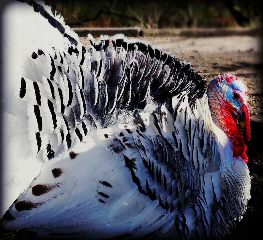 Turkey at  St. Augustine Wild Preserve