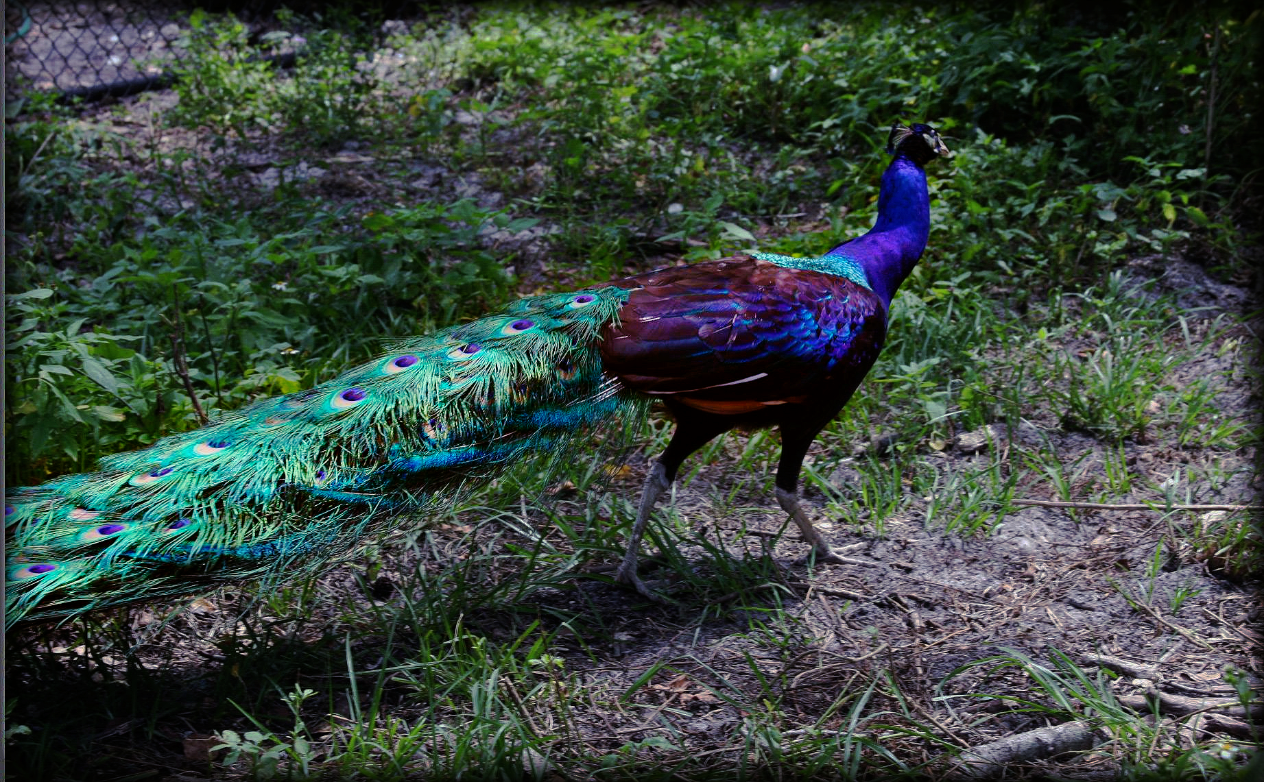 Peacock at  St. Augustine Wild Preserve