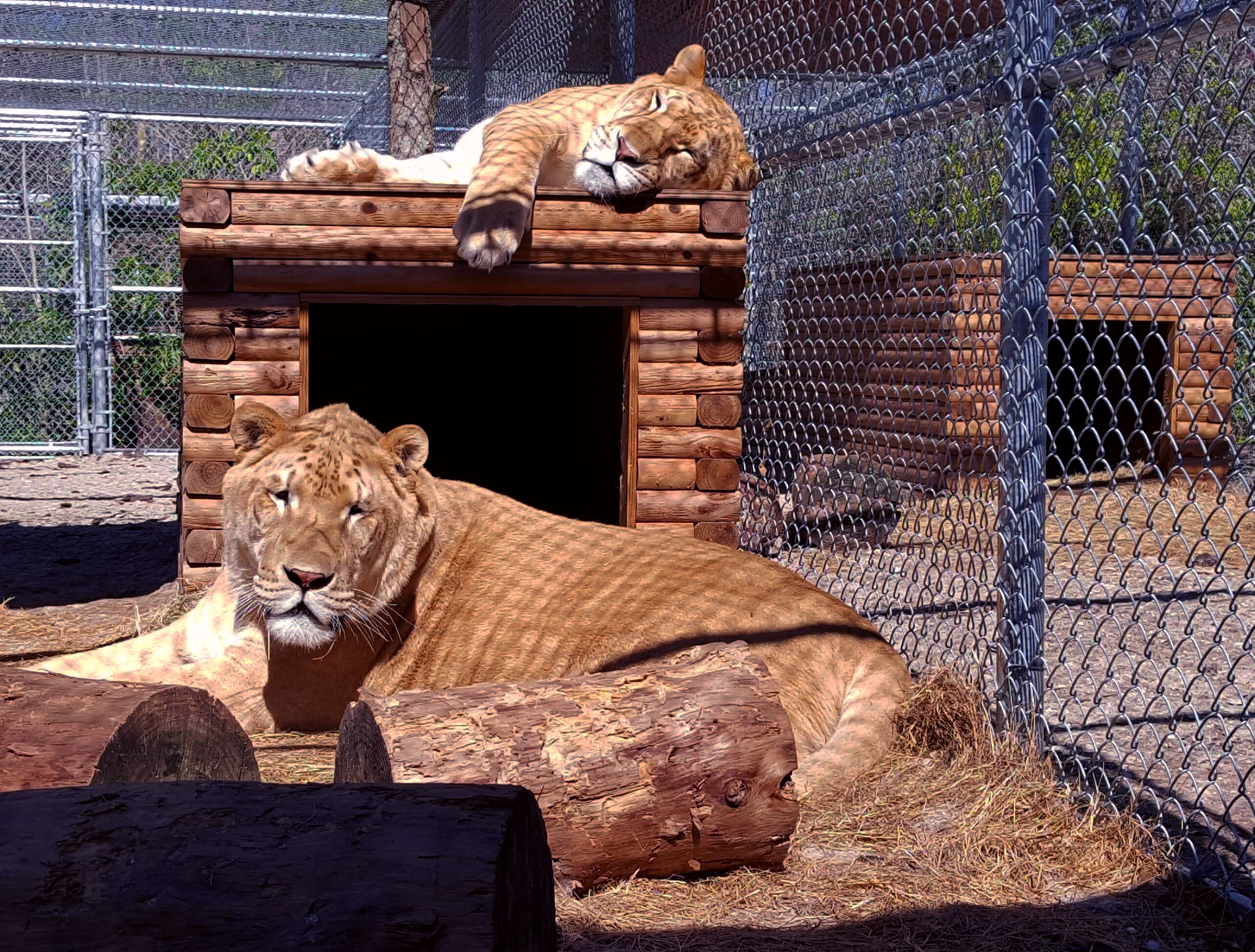 Lions den at  St. Augustine Wild Preserve