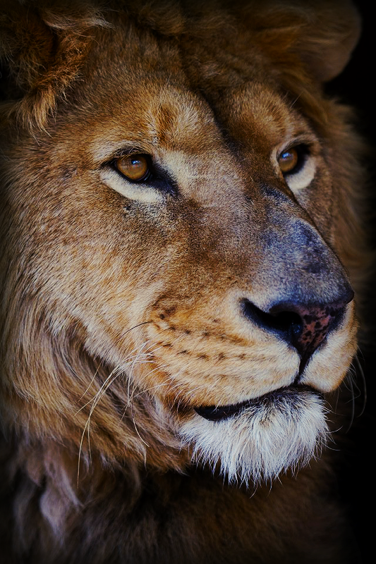 Lion at  St. Augustine Wild Preserve