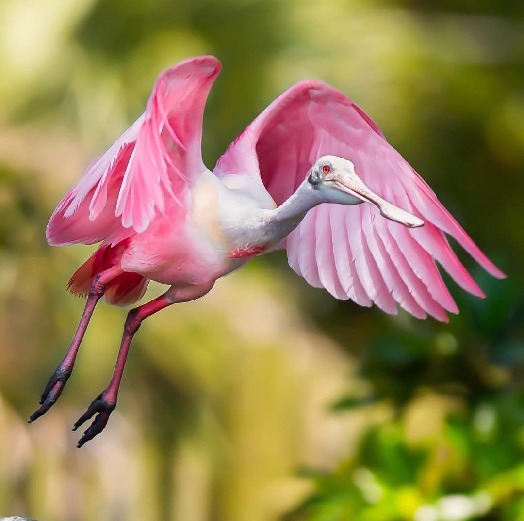 Florida Birding & Photo Fest